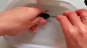 Мальки цихлид в общем аквариуме! Что делать???