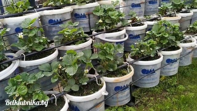 Земляничный КЛЕЩ побеждён!!! ??? Belklubnika.by.mp4 смотреть онлайн