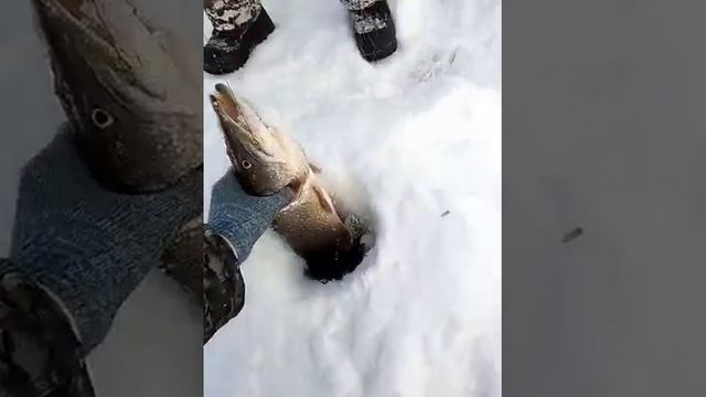 щука на жерлицы,ловля щуки на живца