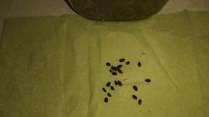 #Мимоза (акация) Серебристая. Посев семян. #Доминикана.