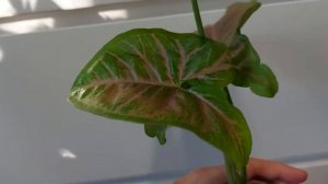 Сингониум Pink Flecked