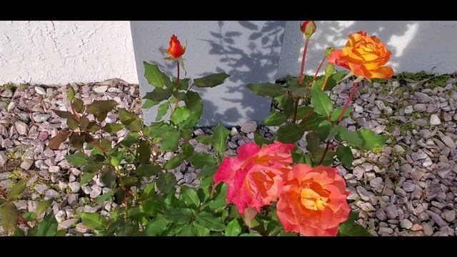 Hybrid Tea Rose смотреть онлайн