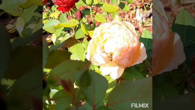 Красивая Роза 🥰 Звуки природы 🎶 Красота природы 🌿 Релакс 🥰 Мира всем нам 🙏 смотреть онлайн