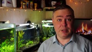 Про содержание креветок в аквариуме. Самые частые вопросы