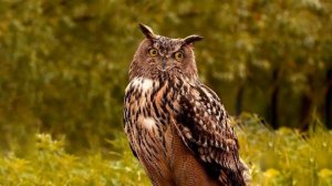 Грач лат  Corvus frugilegus  Слушать пение грача. Смотреть живые картинки.