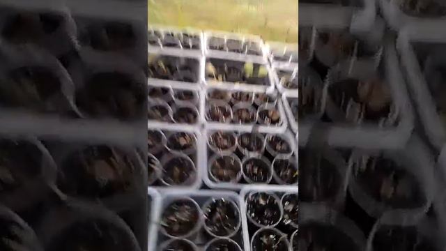 VIDEO0054 смотреть онлайн