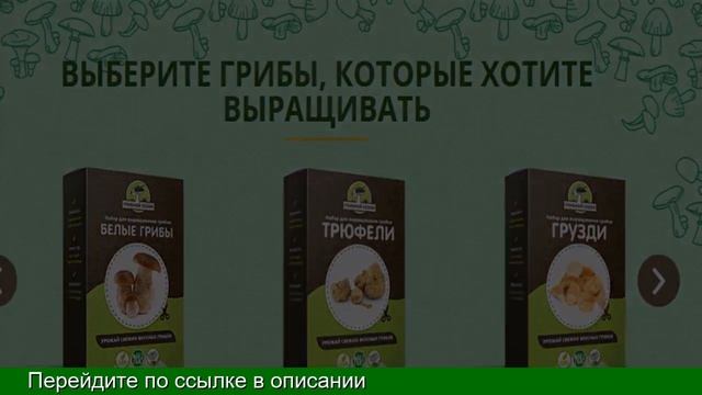 Белые Грибы Дома Выращивание смотреть онлайн