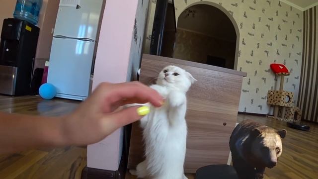 Идем к СТОМАТОЛОГУ что то ПОШЛО НЕ ТАК Милана убежала от ВРАЧА что делать дальше