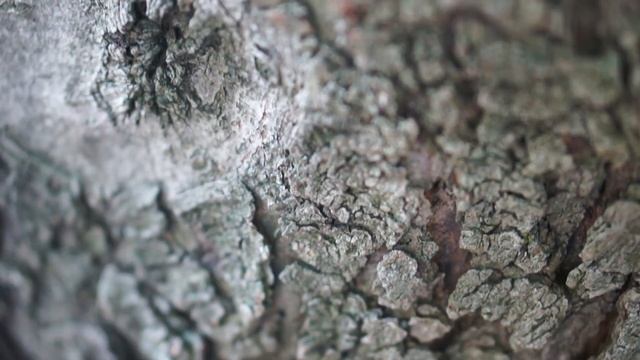 Sony E-Mount 50mm 1.8 on Sony NEX 5N - Test Video & Stills смотреть онлайн
