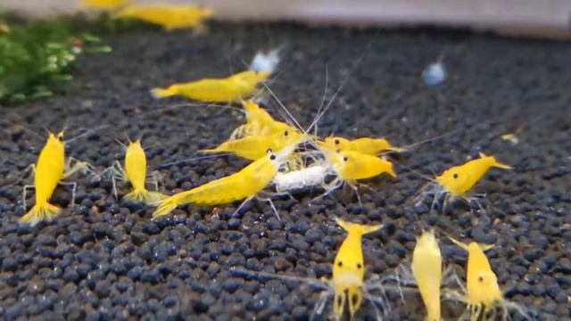 Yellow King Kong Caridina смотреть онлайн