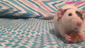 ASMR ANIMALS EATING | АСМР ЖИВОТНЫЕ | АСМР Подборка Животные Едят | Mukbang Animals