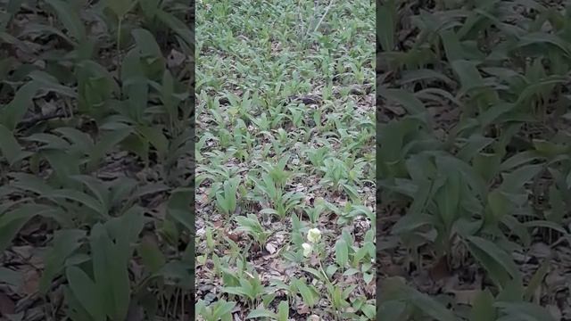 #shorts Черемша в лесу. Как растет дикий чеснок (wild garlic) смотреть онлайн