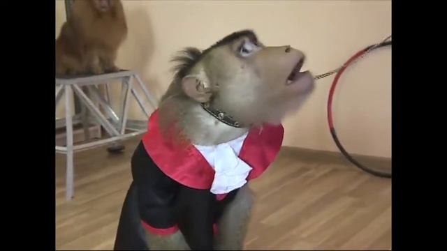 Уроки дрессировки, или Вот как становятся звездами! смотреть онлайн