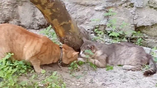 Во двор пришел опасный кот смотреть онлайн