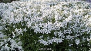 Флокс растопыренный голубой: посадка и уход