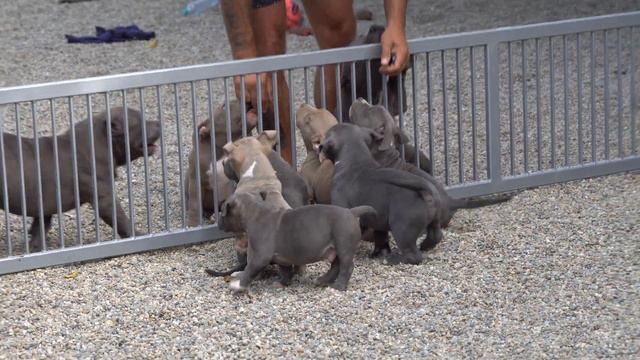 KING OF EXTREME AND HIS PUPPIES .BIGDOGS ROMANIA MR.CUB .2022