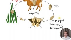 Жизненный цикл печеночного сосальщика
