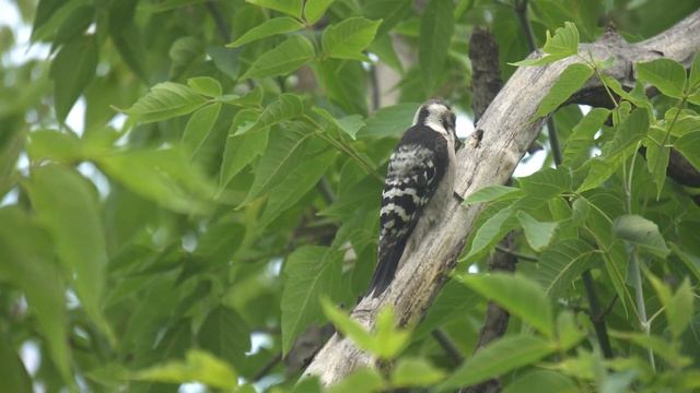 Grey woodpecker /Серый дятел смотреть онлайн