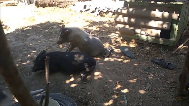 Житные нашего хозяйства - вьетнамские поросята, козы и собака/ Новая Жизнь в деревне смотреть онлайн