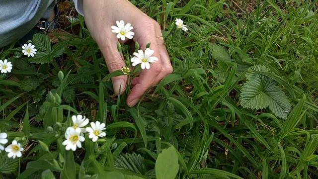 Звездчатка ланцетолистная