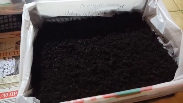 Павловния из семян. Пикировка сеянцев. смотреть онлайн