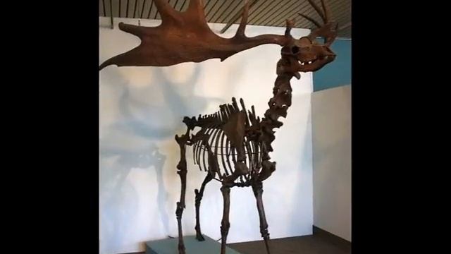 Топ 10 самых больших вымерших животных смотреть онлайн