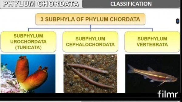 Class 11 Biology | Animal Kingdom Part - 9 | Kingdom Animalia | Phylum Chordata