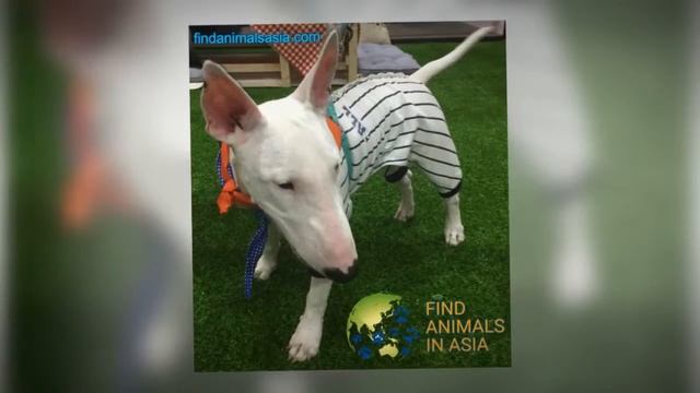 Лучшая система идентификации животных смотреть онлайн