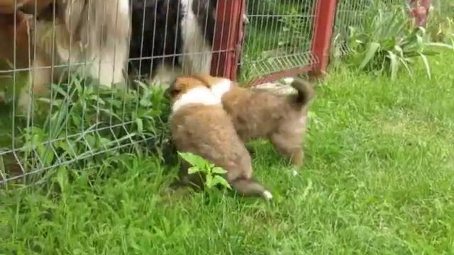 2019-06-06 - щенки колли, соболиные кобели от Шебы, 6недель смотреть онлайн