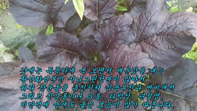 30년동안 술과 약에 찌든 사람이 이걸 먹고나서 온갖 병이 완치가 된 이 신의 선물은?? смотреть онлайн