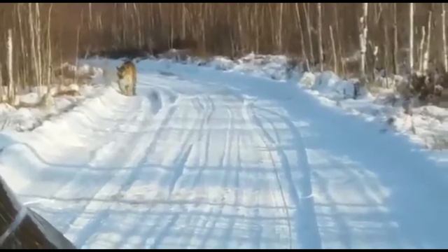 y2meta com амурская область встреча с тигром руки за тряслись 1080p смотреть онлайн