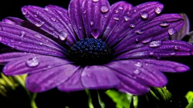 Остеоспермум 2017 года