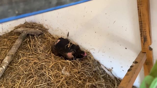 Как я борюсь с Мышами и Крысами в курятнике смотреть онлайн