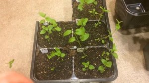 Диасция 19.03.18 Развитие рассады диасции