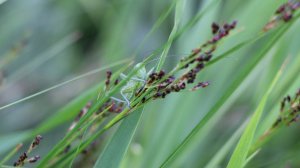 Юный кузнечик и комары