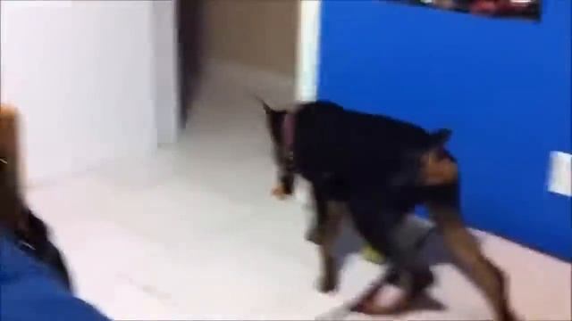 Самое смешное видео во вселенной смотреть онлайн