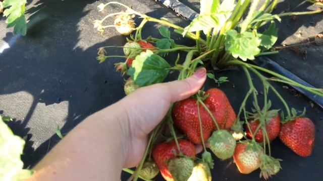 Камрад Победитель крупноплодный сорт клубники смотреть онлайн