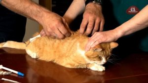 Как ставить систему коту в домашних условиях?