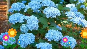 Гортензия крупнолистная Mini Penny. Краткий обзор, описание характеристик, где купить саженцы