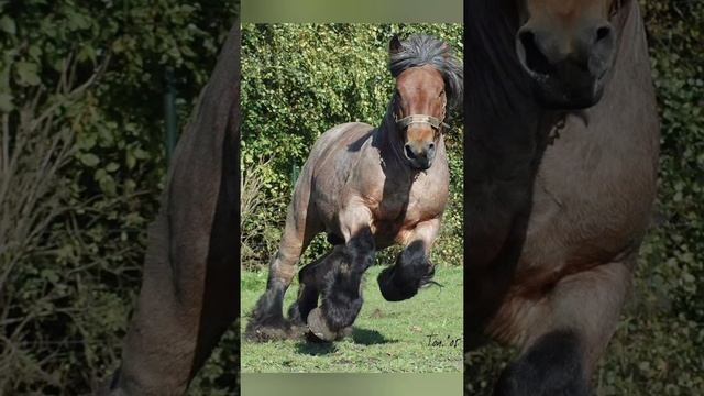 Сколько угадал? Пиши в комментариях ? Породы лошадей смотреть онлайн