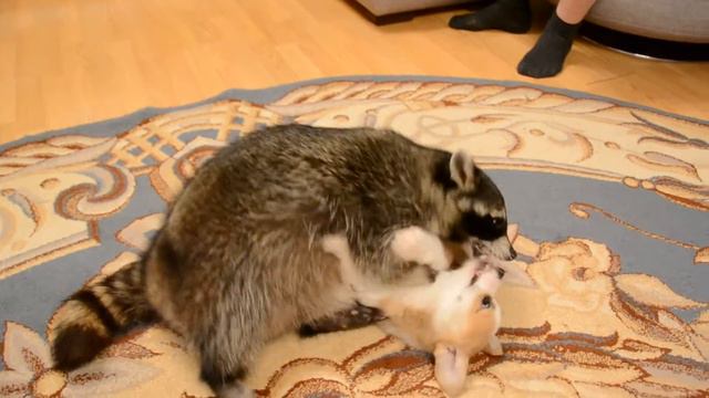 Смелый Корги Соломон смотреть онлайн