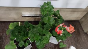 МОЩНАЯ КОРНЕВАЯ ГЕРАНИ (ПЕЛАРГОНИИ), 2 Идеальных Средства, Лучшая Подкормка для ПЕЛАРГОНИИ ОСЕНЬЮ!