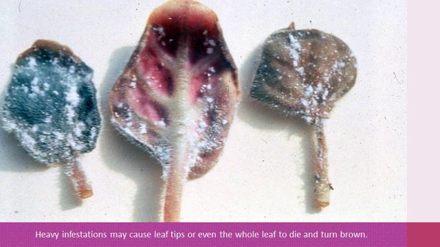 African Violet Pests смотреть онлайн