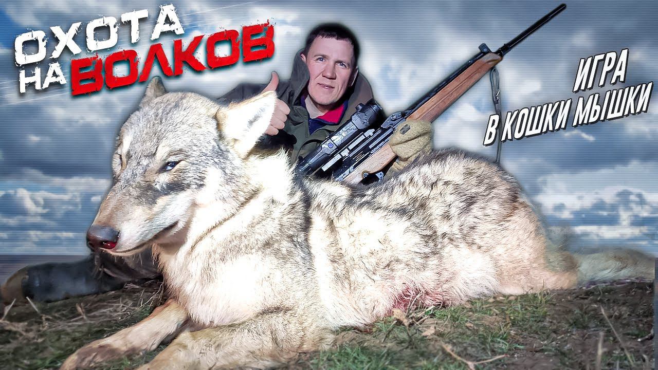 охота на волков!ДОБЫЛИ осторожного ВОЛКА!.wolf hunting.wolfsjagd смотреть онлайн