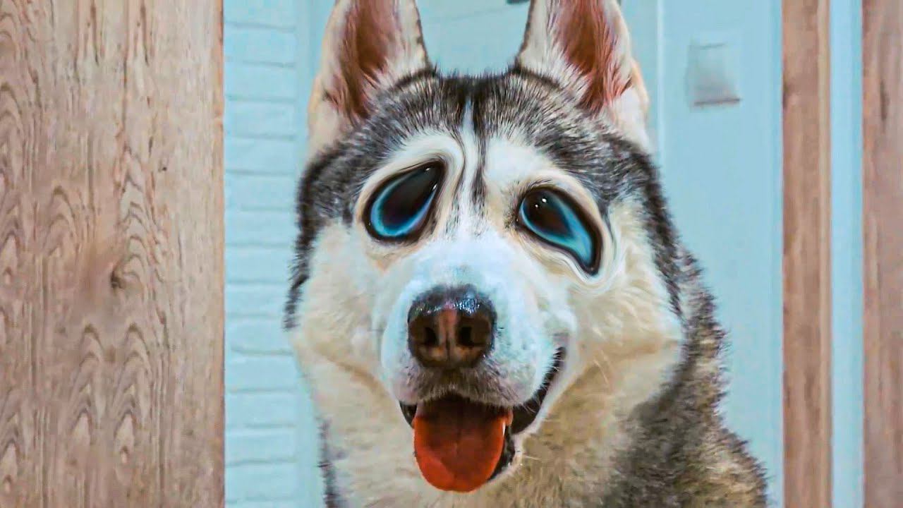 ХАСКИ ПЛОХАЯ ПОРОДА смотреть онлайн