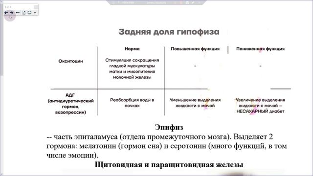 37_Эндокринный аппарат