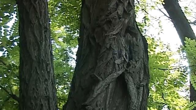 Сюжет Ю. Чернецкой об акации смотреть онлайн