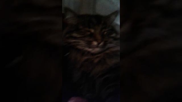 Кошка спит она во сне ???☺ смотреть онлайн