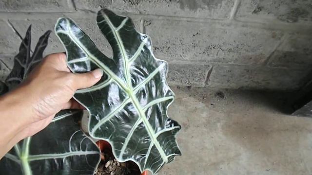 Tanaman Hias Alocasia Amazonica смотреть онлайн