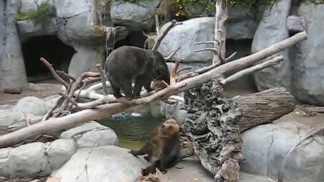 Manchurian Brown Bear vs Grizzly Bear смотреть онлайн